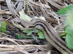 Elaphe quatuorlineata