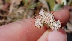 Antennaria parlinii fallax
