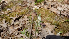Antennaria parlinii fallax