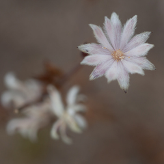 Actinotus