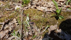 Antennaria parlinii fallax