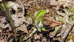 Antennaria parlinii fallax
