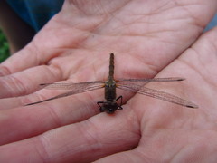 Sympetrum danae
