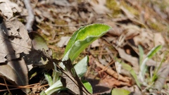 Antennaria parlinii fallax