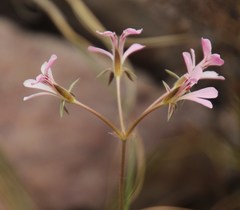 Pelargonium pinnatum