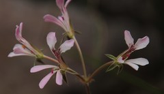 Pelargonium pinnatum