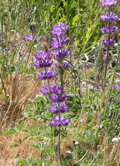 Lupinus microcarpus microcarpus