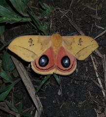 Automeris jucunda