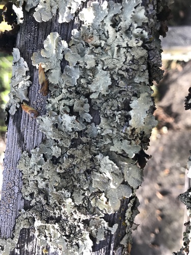 iNaturalist observation photo of common greenshield lichen