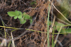 Pelargonium pinnatum