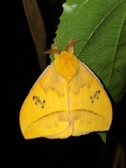 Automeris jucunda