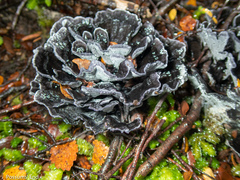 Phellodon sinclairii