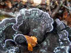 Phellodon sinclairii