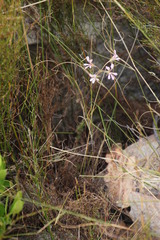 Pelargonium pinnatum
