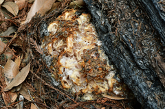 Daleomyces phillipsii