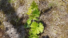 Heuchera richardsonii