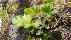 Heuchera richardsonii