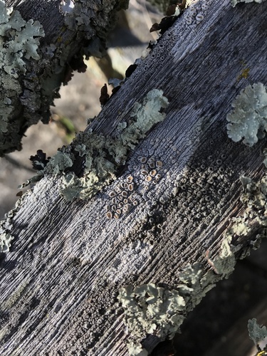 iNaturalist observation photo of Crabseye Lichens