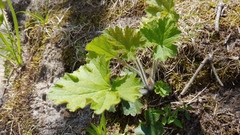 Heuchera richardsonii