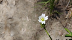 Cerastium velutinum