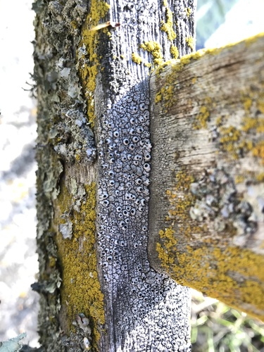 iNaturalist observation photo of Button and Allied Lichens