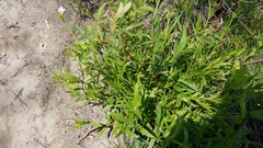 Cerastium velutinum