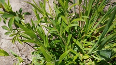 Cerastium velutinum