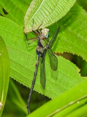 Gynacantha membranalis