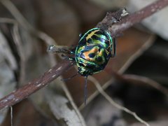 Chrysocoris stollii