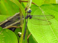 Gynacantha membranalis
