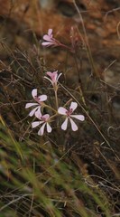 Pelargonium pinnatum
