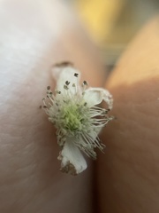 Rubus flagellaris