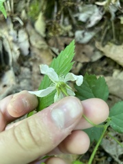 Rubus flagellaris
