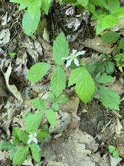 Rubus flagellaris