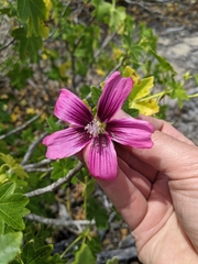 Malva assurgentiflora glabra