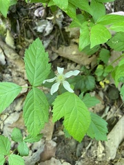 Rubus flagellaris