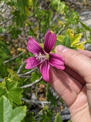 Malva assurgentiflora glabra