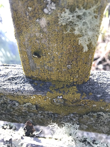 iNaturalist observation photo of Gold Dust Lichens