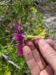 Malva assurgentiflora glabra
