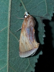 Gonodonta nitidimacula