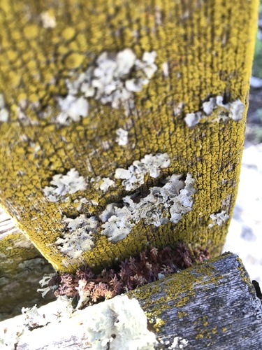 iNaturalist observation photo of shield lichens