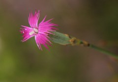 Dianthus bolusii