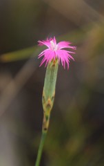 Dianthus bolusii