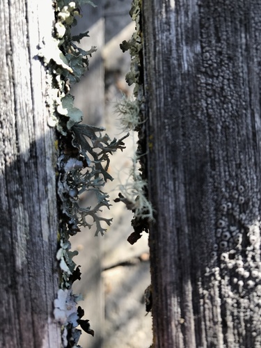 iNaturalist observation photo of Oakmoss