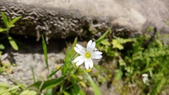 Cerastium velutinum