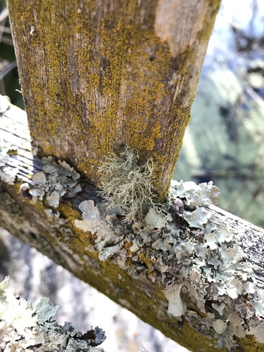 iNaturalist observation photo of Bristly Beard Lichen