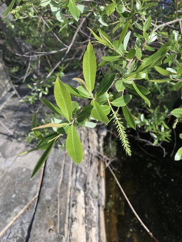iNaturalist observation photo of Willows