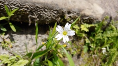 Cerastium velutinum