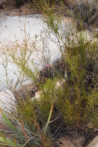 Image of Dianthus bolusii by (c) Tony Rebelo, some rights reserved (CC BY-SA)