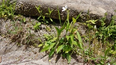 Cerastium velutinum
